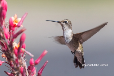 Archilochus-alexandri;Black-chinned-Hummingbird;Female;Flying-Bird;Hummingbird;P
